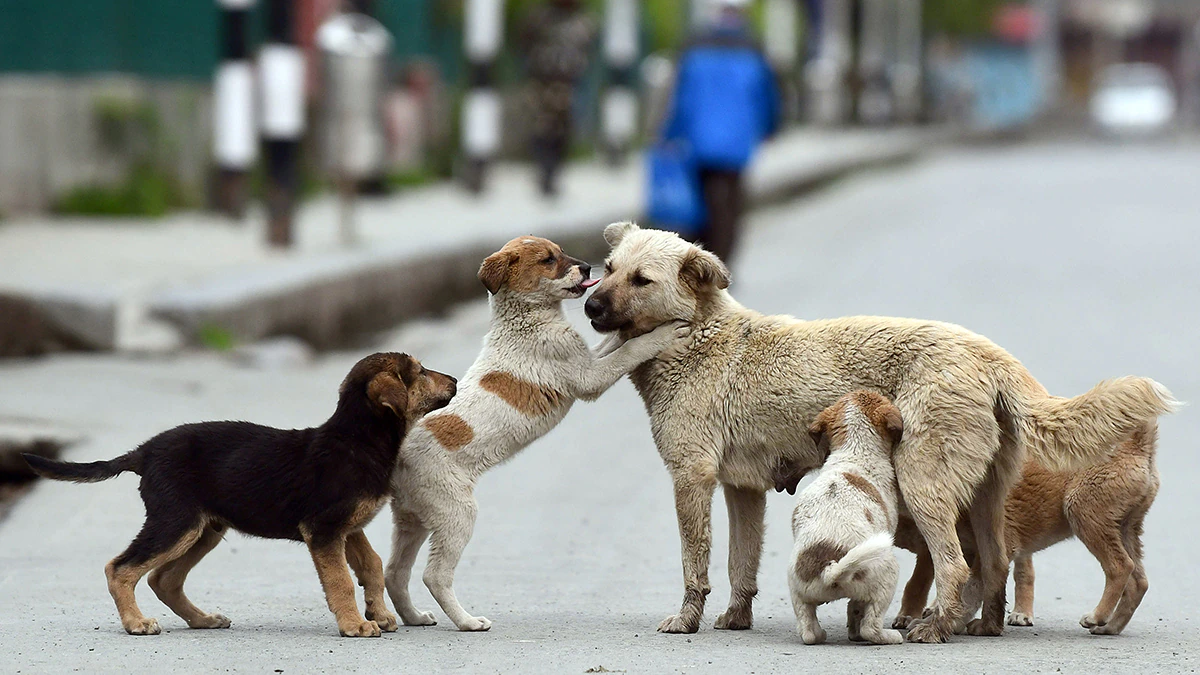 Understanding the Plight of Stray Dogs: Why Animal Welfare Matters 1 Why Animal Welfare Matters