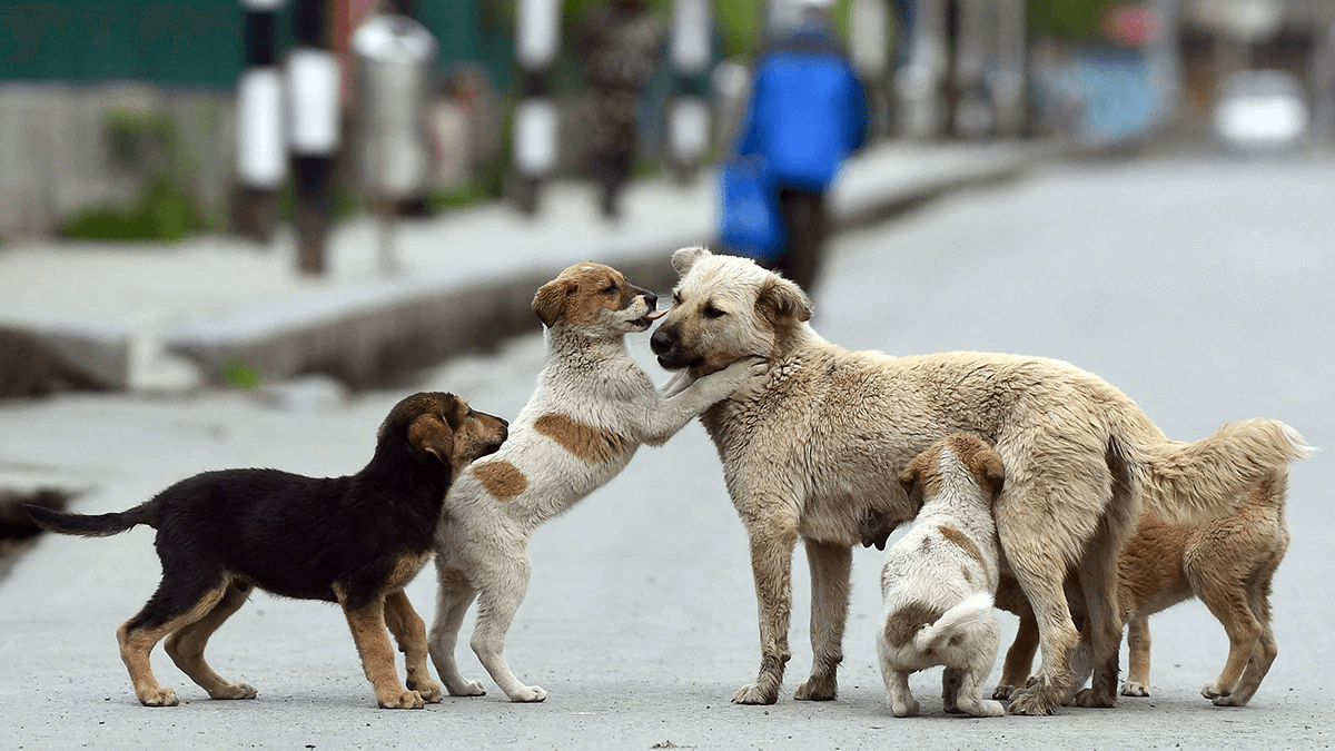animal-welfare-matters