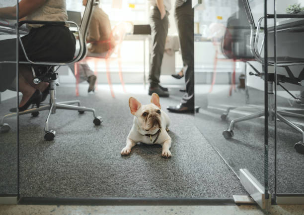 office-company-dog office-company-dog