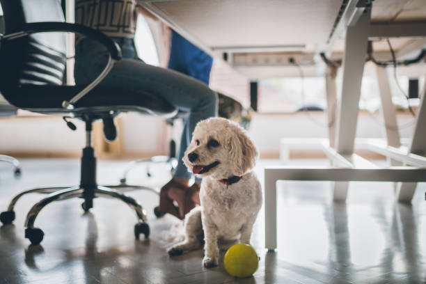 office-space-dog-help office-space-dog-help