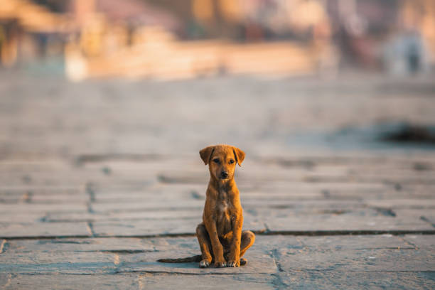 puppy-in-street puppy-in-street