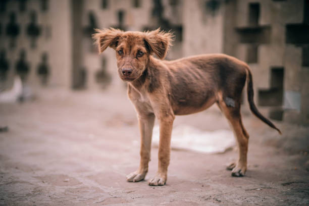 stray-bg-corporateCSR stray-bg-corporateCSR