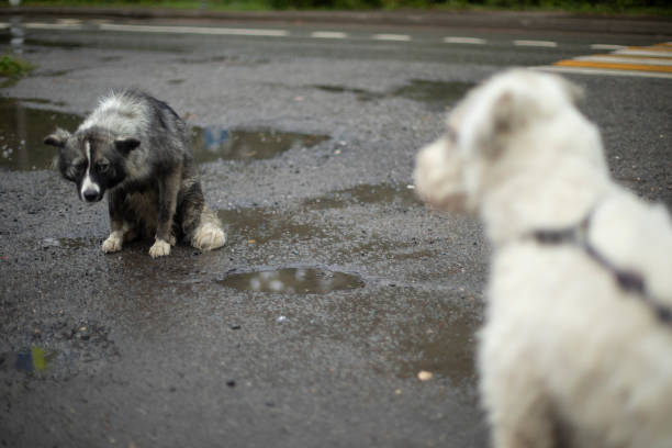 stray-leash-dog-blogbg stray-leash-dog-blogbg