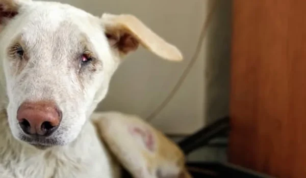 A blind dog at VOSD
