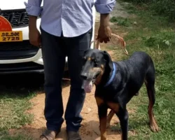Anand-Retired-Dog.webp