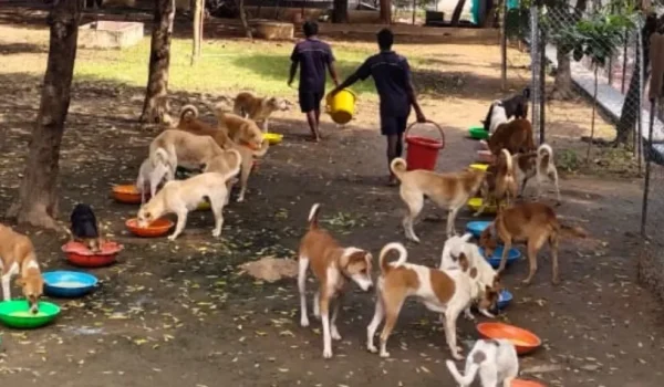 feeding dogs at VOSD