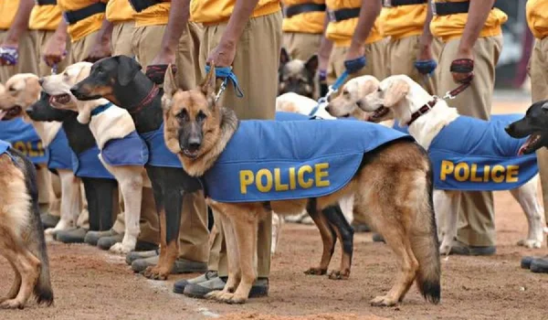 patriot dogs