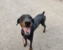 rocky-1.webp